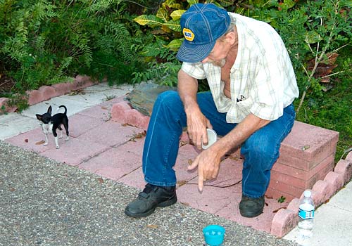 June 2006 - Jerry Kettleman and his teacup chihuaha Melissa