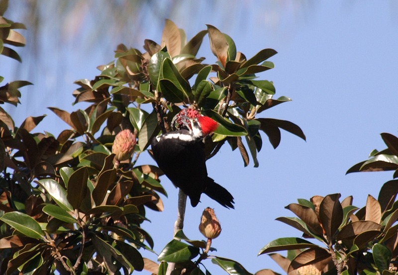 Male Pileated Woodpecker.jpg