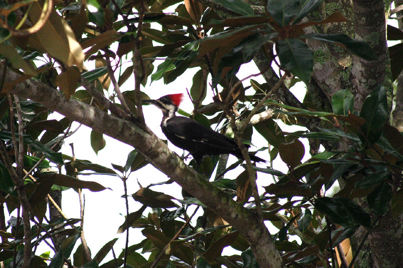 Female Pileated Woodpecker2.jpg