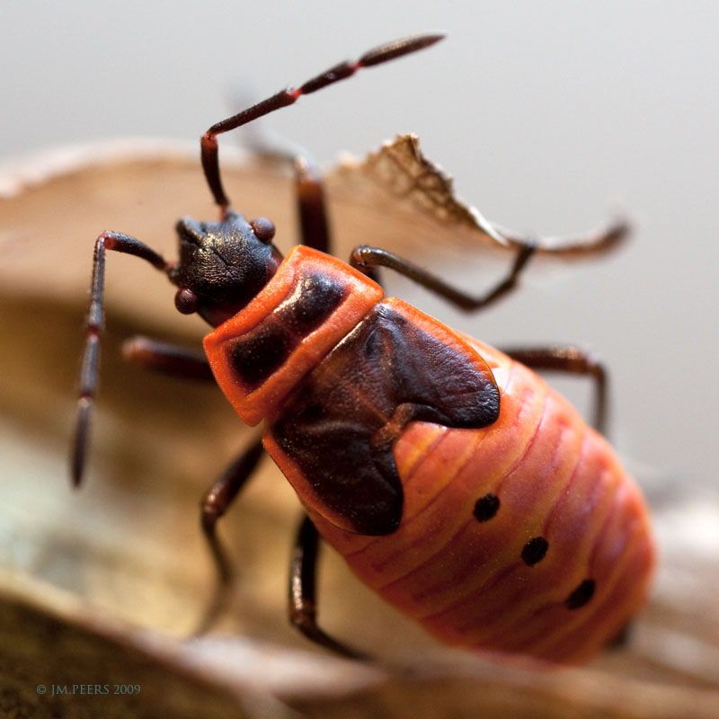 Pyrrhocoris apterus