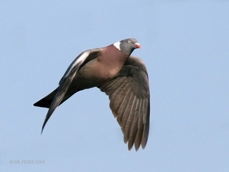 Columba palumbus