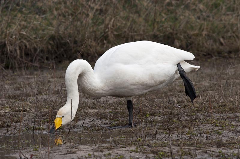 Cygnus cygnus - Cygne chanteur - Whooper Swan