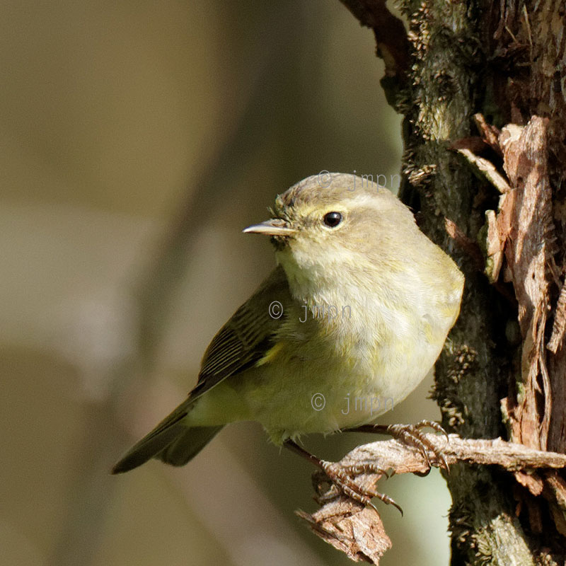 Phylloscopus collybita - Pouillot véloce - Common Chiffchaff