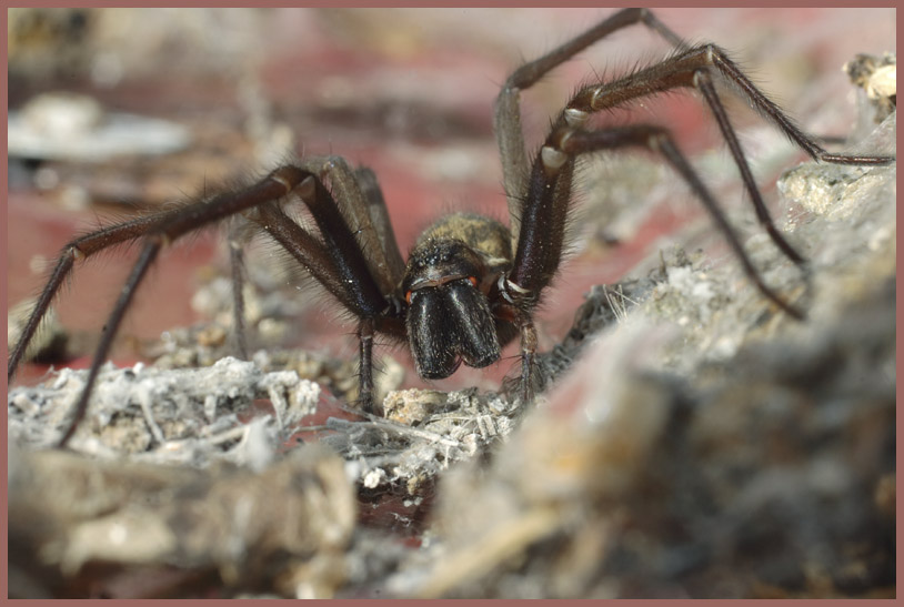 Tegenaria atrica