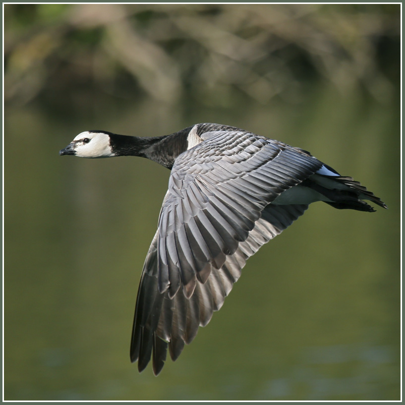 Branta leucopsis - Bernache nonnette - Barnacle Goose