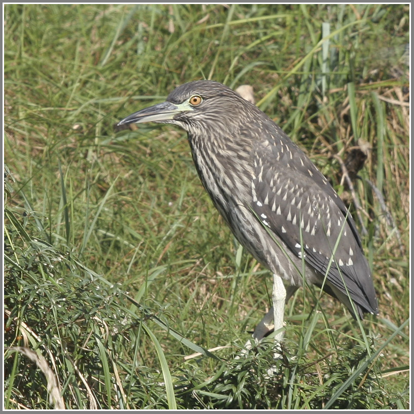 Nycticorax nycticorax - Bihoreau gris - Black-crowned Night Heron