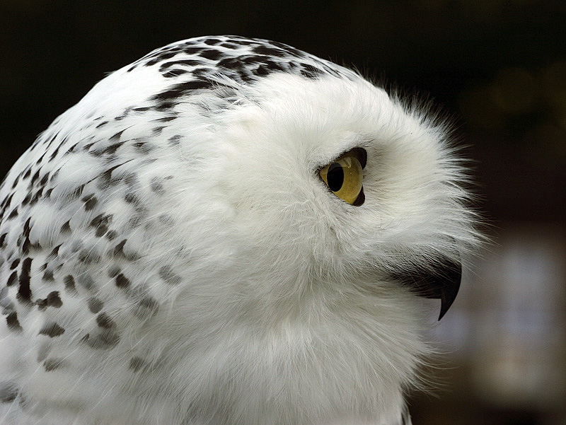 Bubo Scandiacus