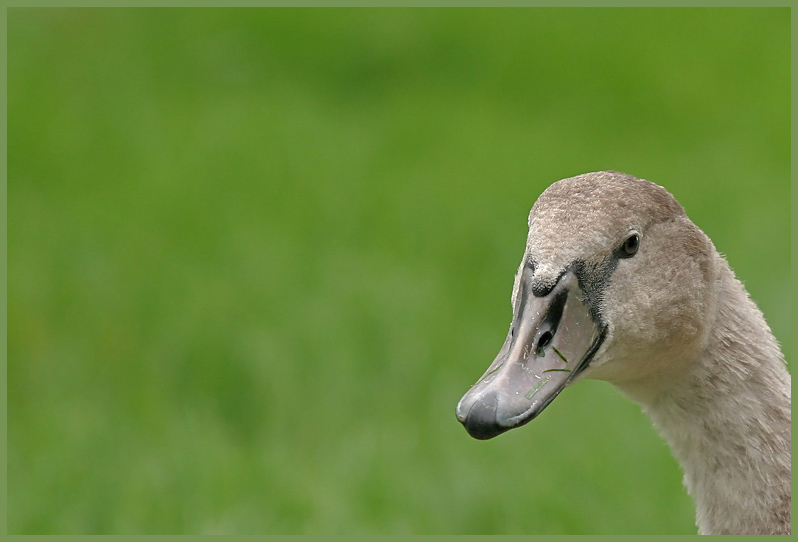 Cygnus olor - Cygne tuberculé - Mute Swan