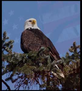 Bald Eagle USA