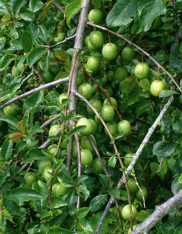 A GREEN BERRIES   681