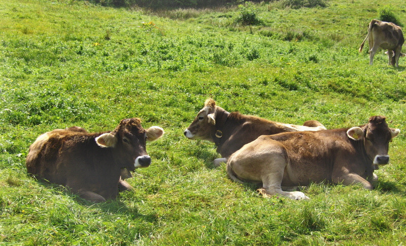 BEAUTIFUL CATTLE
