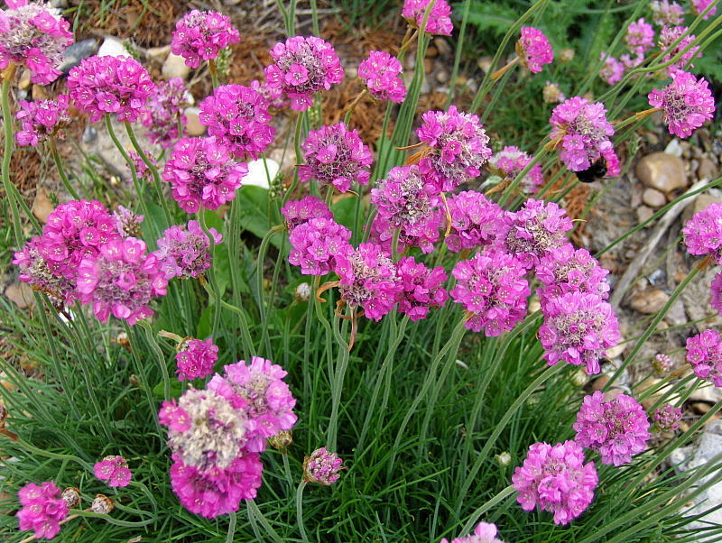 SEA THRIFT