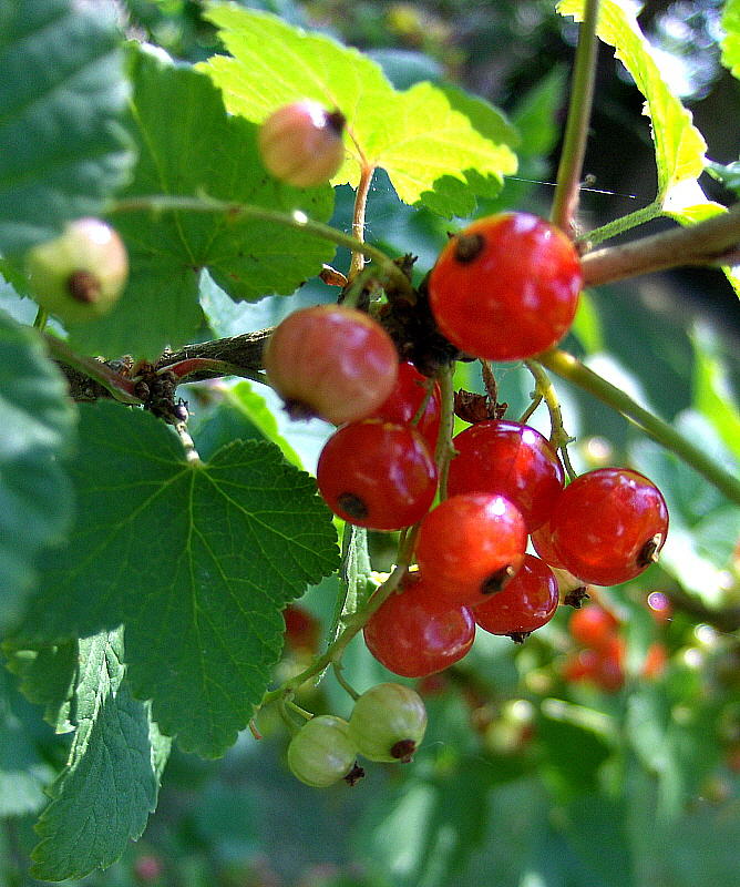 REDCURRANTS