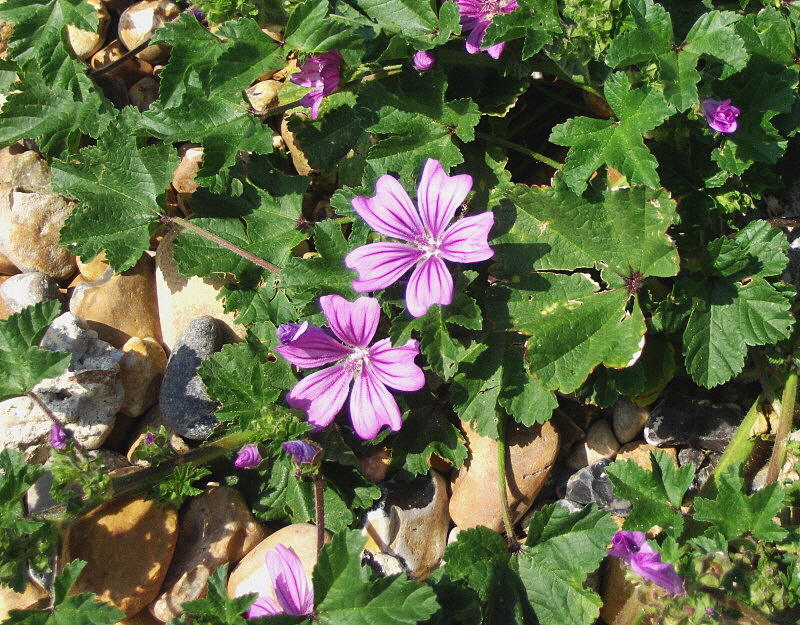 MALLOW ON THE BEACH