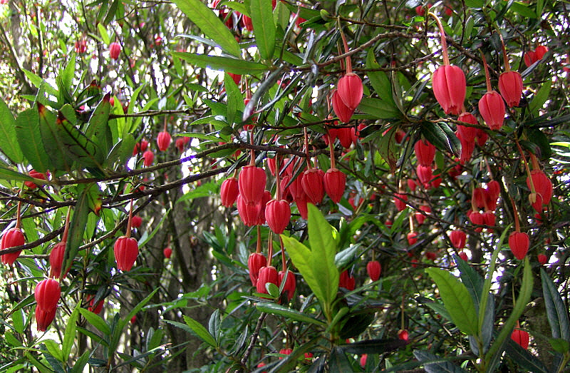 A UNUSUAL TREE BLOOMS   568