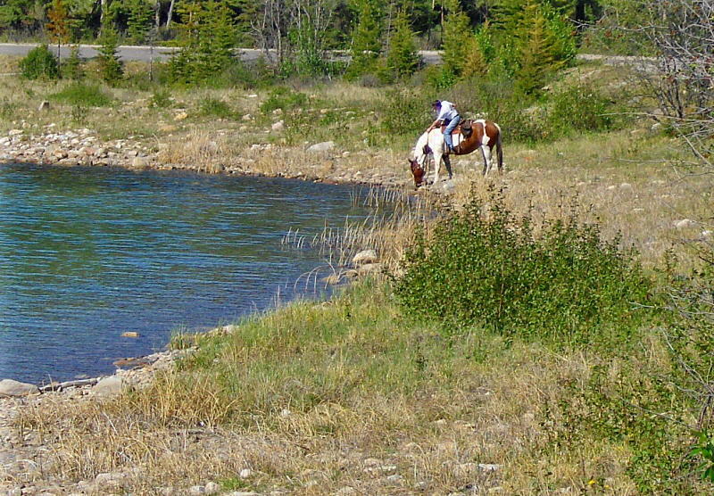 EQUINE REFRESHMENT