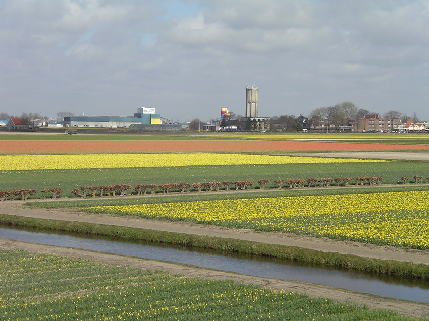 Tulips from Amsterdam