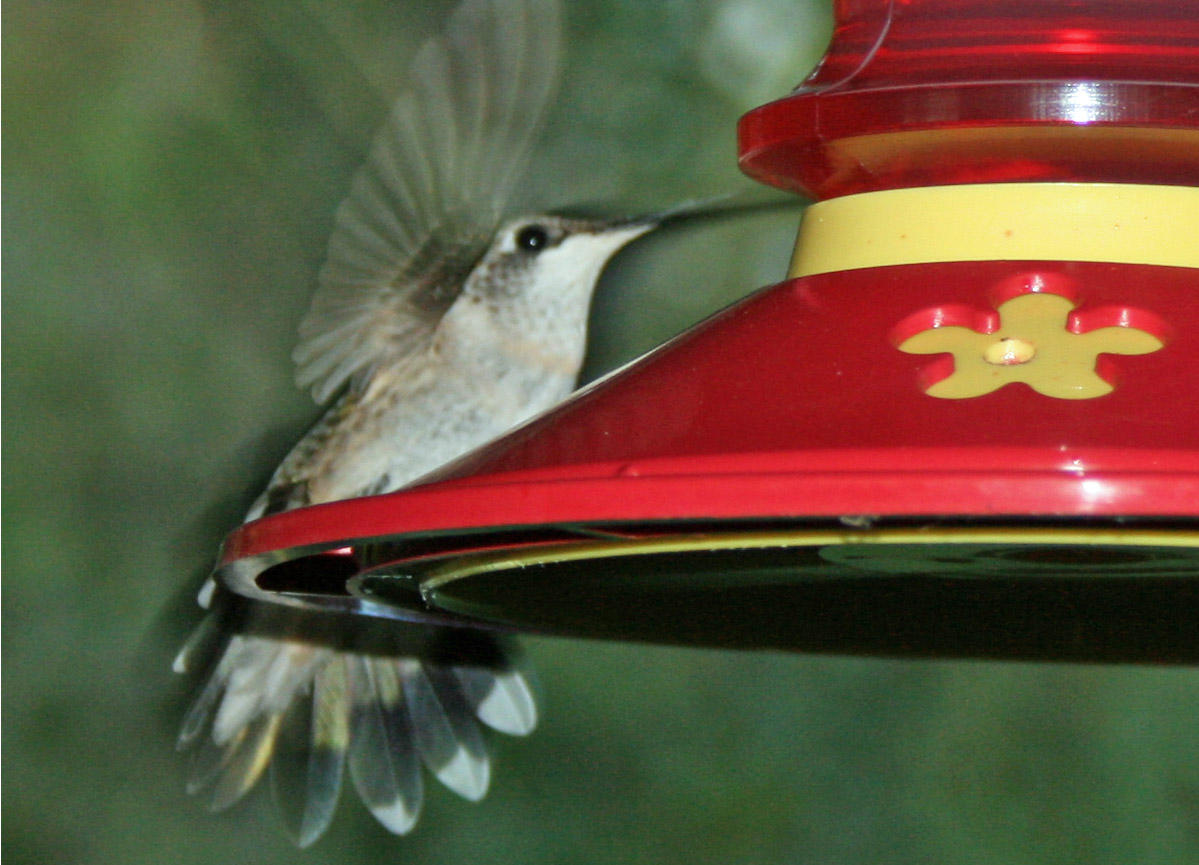 Hummingbird 104