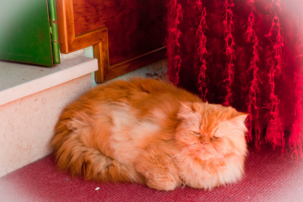 Even cats are colorful ...