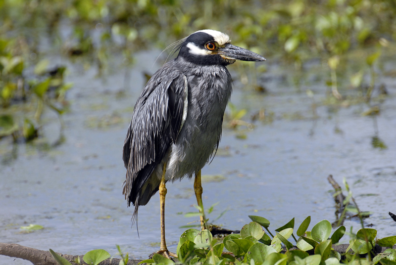 Yellow-crowned Night Heron