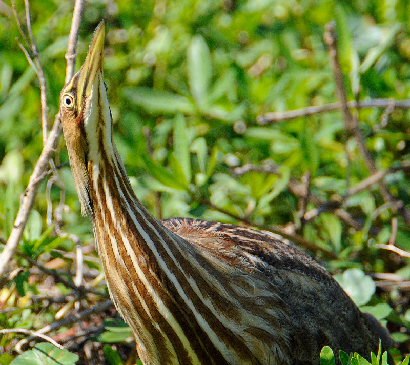American Bittern