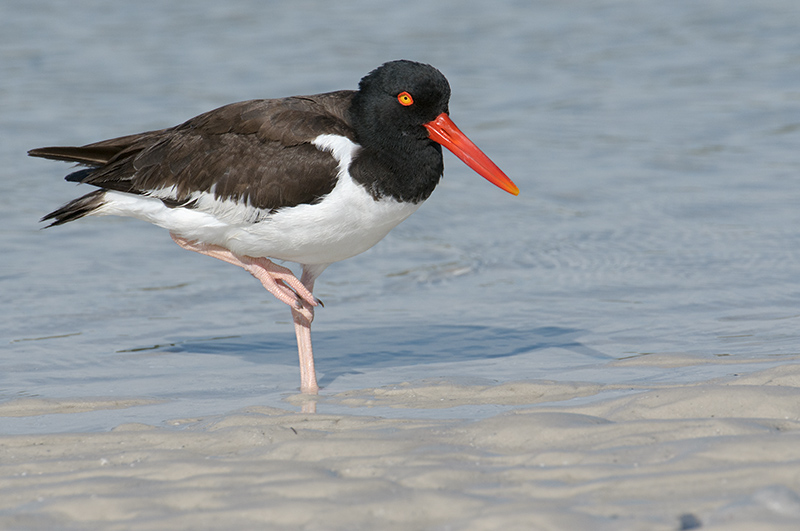 Oystercatcher