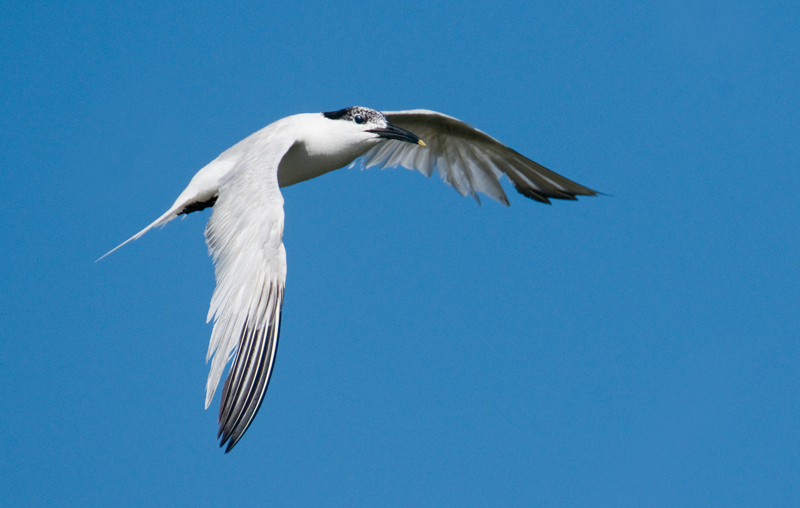 Sandwich Tern