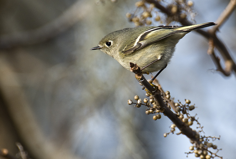Ruby-crowned Kinglet