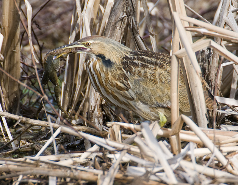 American Bittern