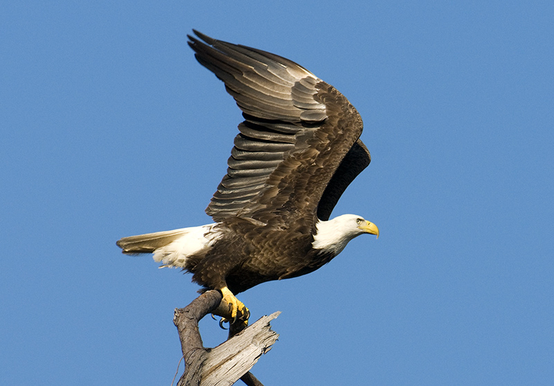 Bald Eagle