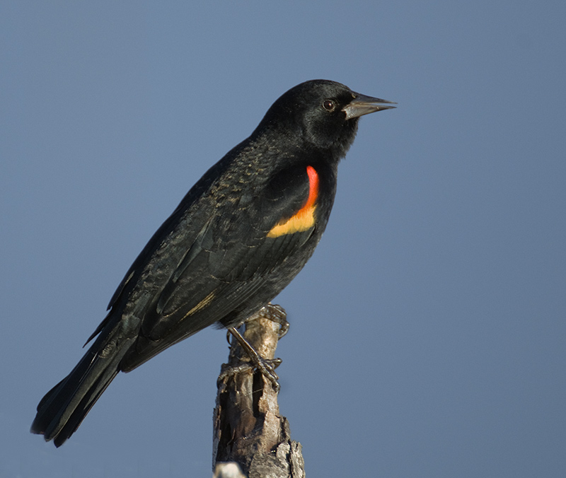 Red-winged Blackbird