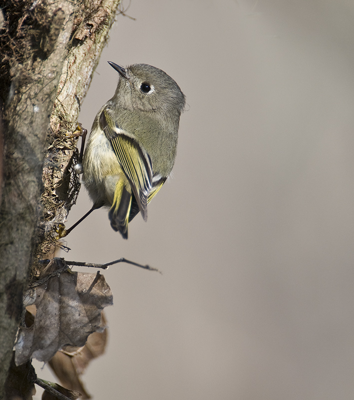 Ruby-crowned Kinglet