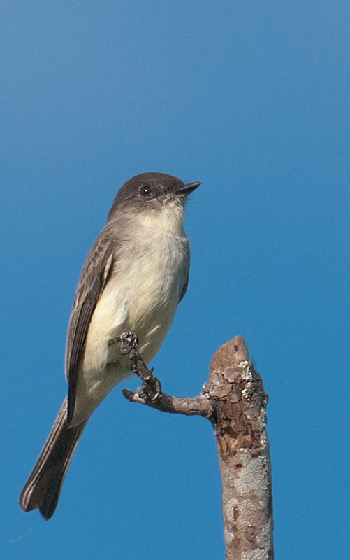 Eastern Phoebe