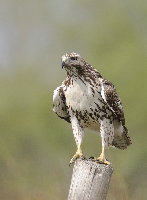 Red-tailed Hawk