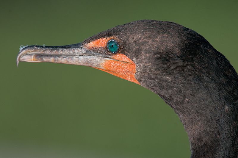 Double-crested  Cormorant