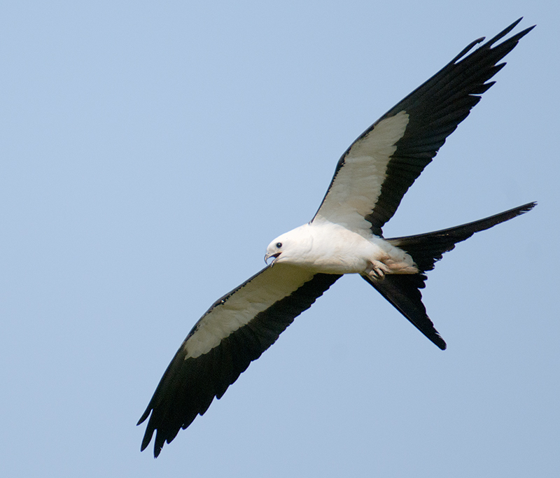 Swallow-tailed Kite