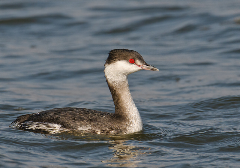 Horned Grebe