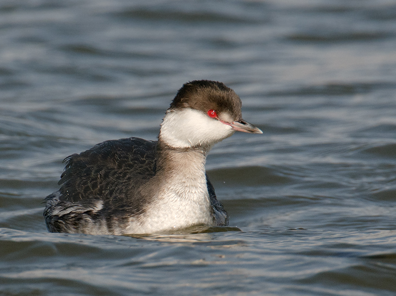 Horned Grebe