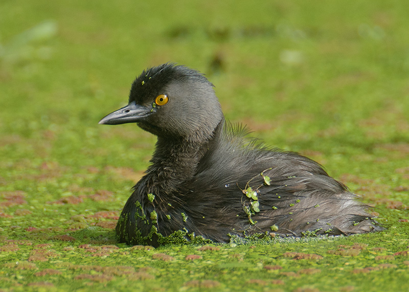 Least Grebe