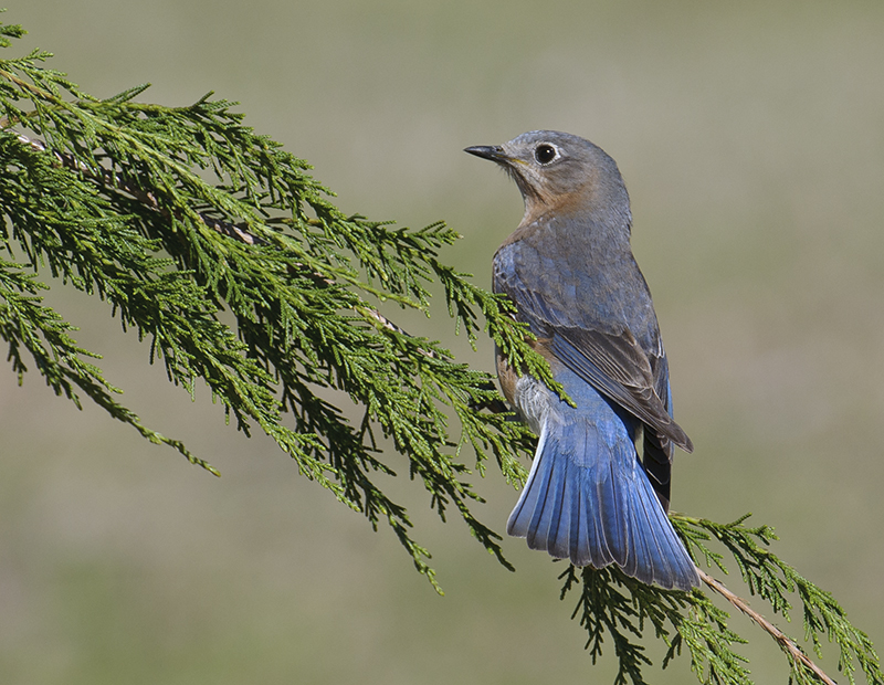 Eastern Bluebird