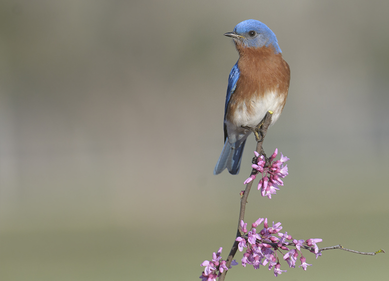 Eastern Bluebird