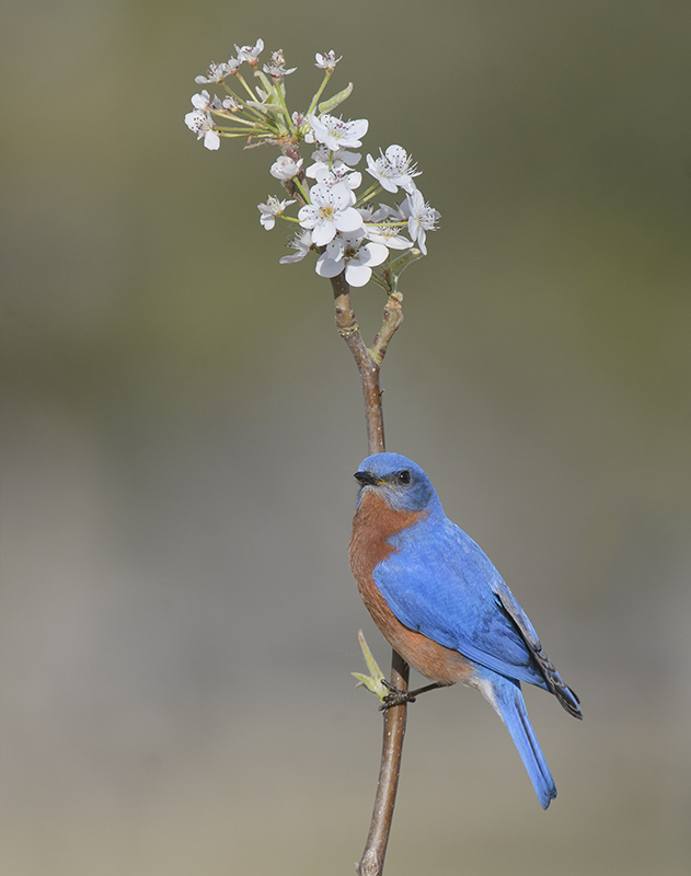 Eastern Bluebird