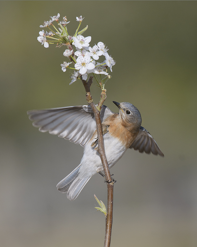 Eastern Bluebird