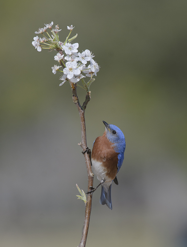 Eastern Bluebird