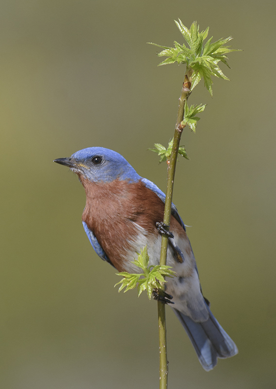 Eastern Bluebird