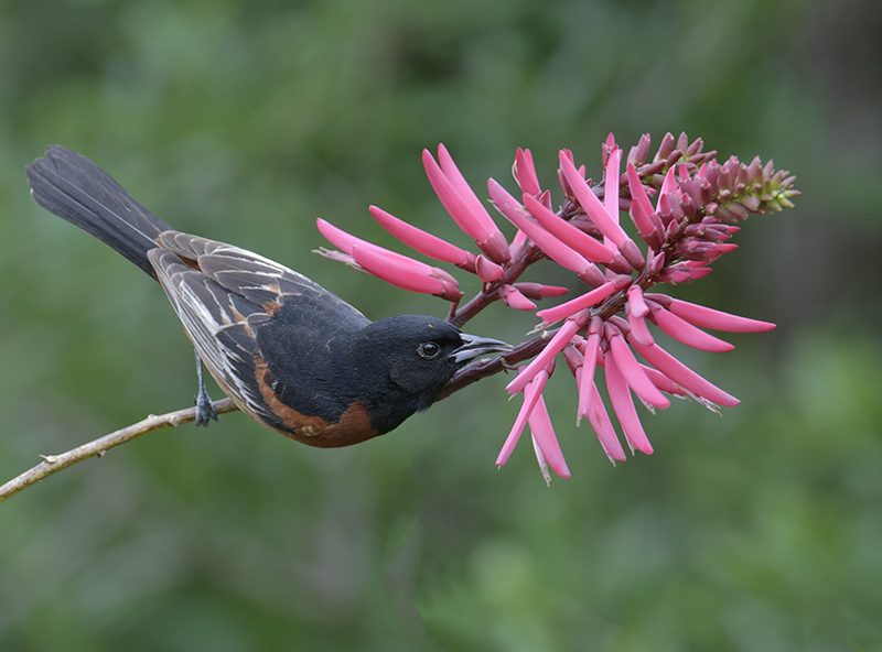 Orchard Oriole