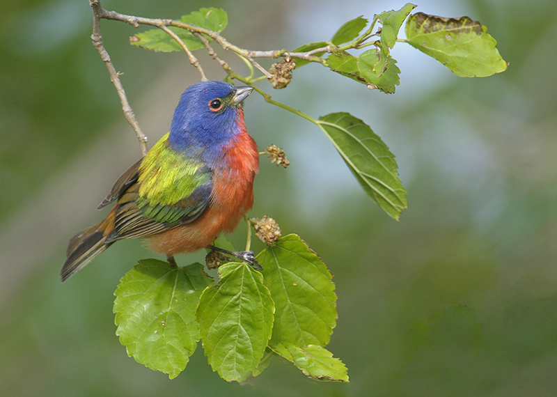 Painted Bunting