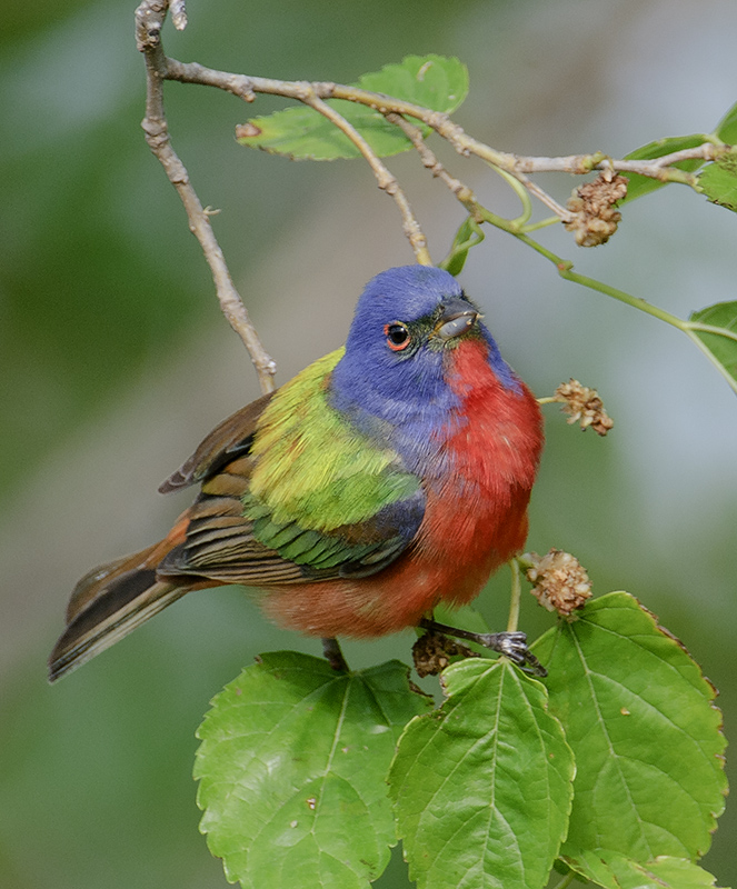 Painted Bunting