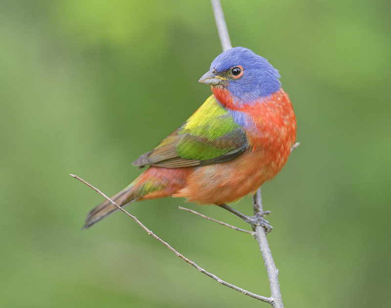 Painted Bunting