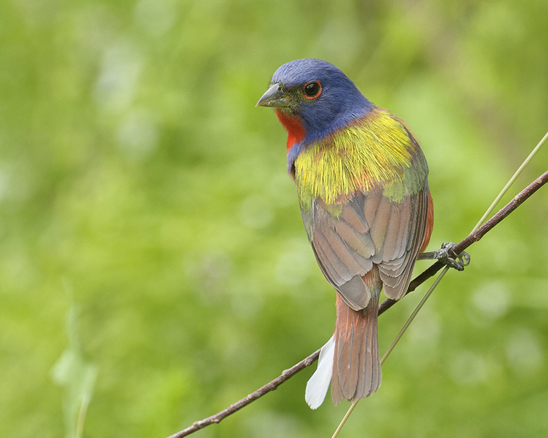 Painted Bunting